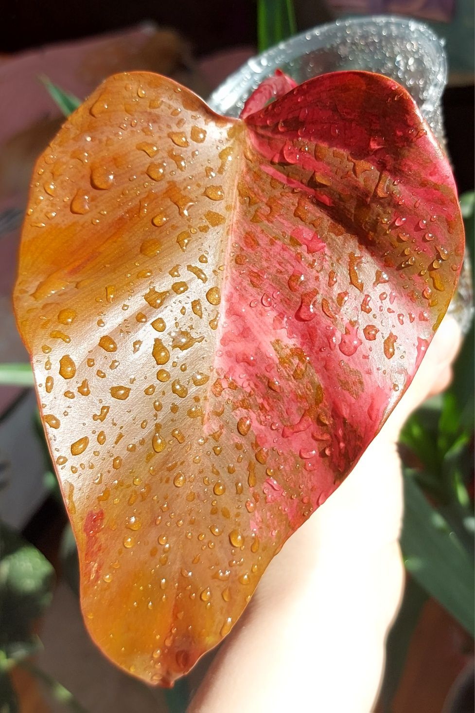 Филодендрон Red emerald variegated