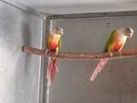 Pyrrhuras pinneaplle