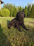 Czarny szczeniaczek Labrador z rodowodem
