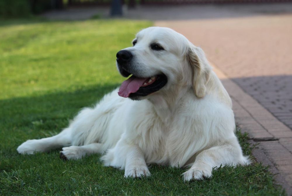 Golden Retriever piesek FCI zkwp