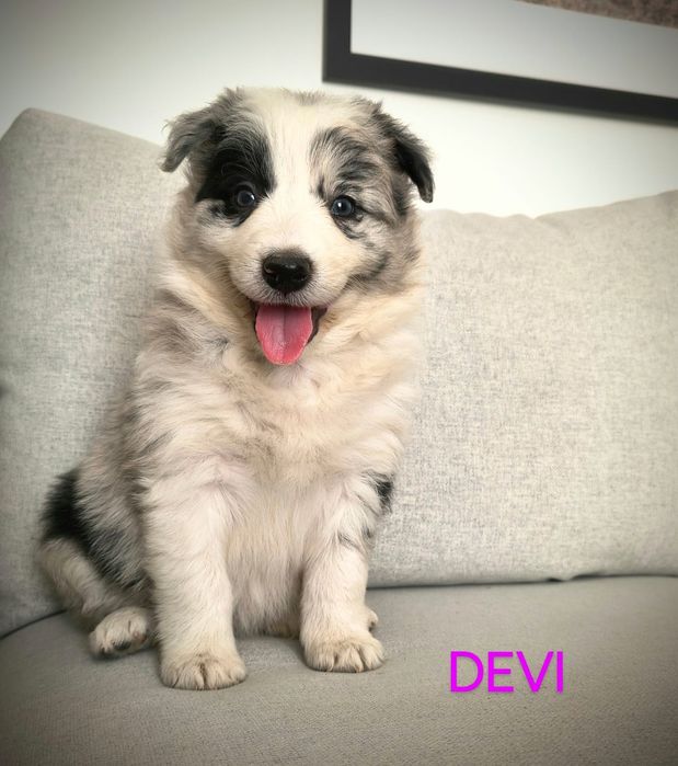 Border Collie Suczka Blue Merle BADANIA