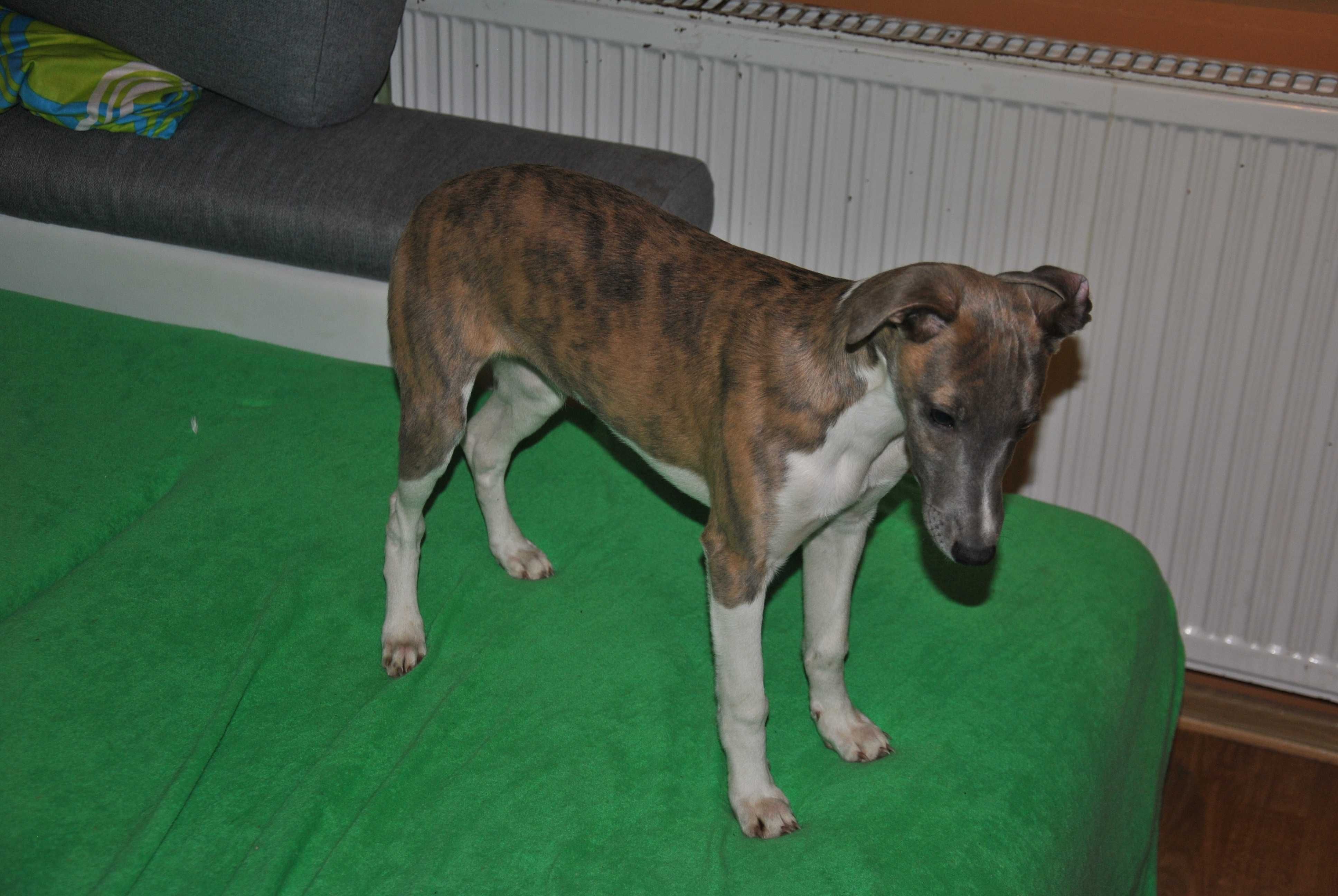 Chart angielski whippet