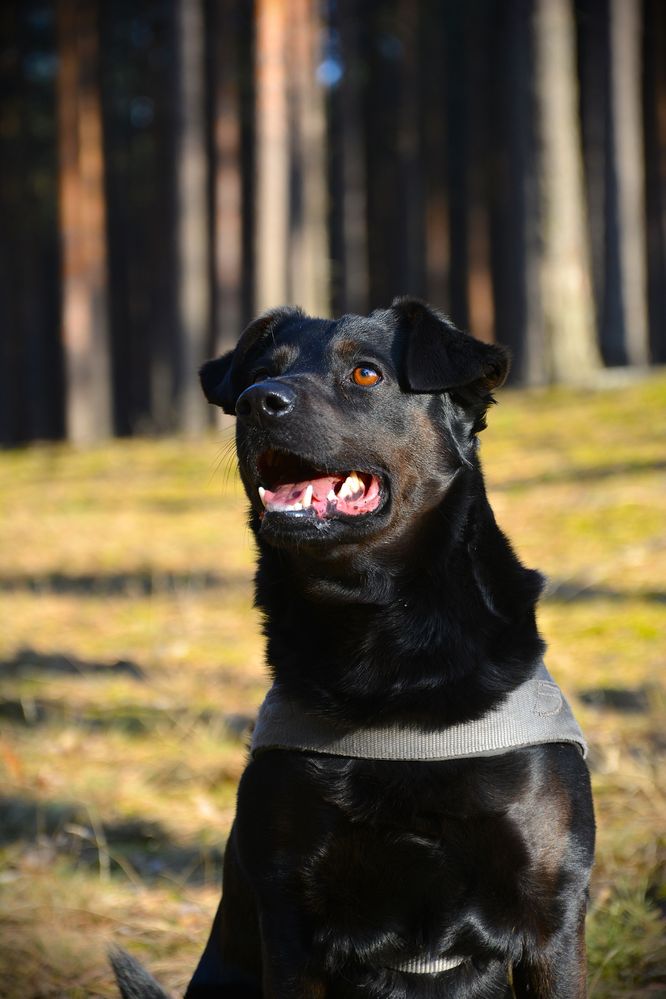Nikon d5200 z obiektywem 18-105
