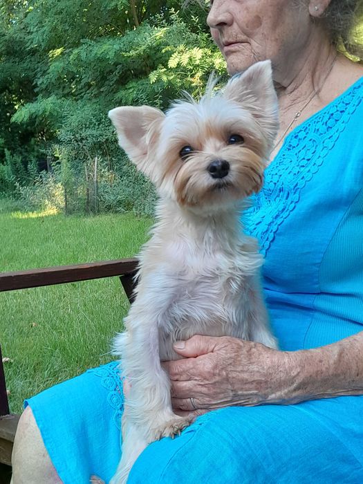 Ocean Pearl Yorkshire terrier ZHPR suczka KLARA