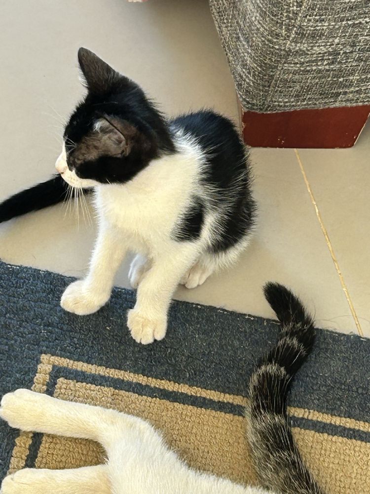 Gatinhos pra adoçao