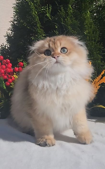 Шотландська золота шиншила