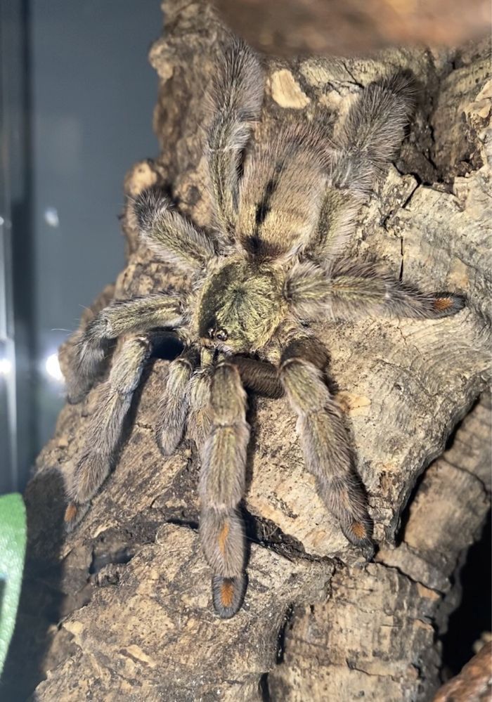 Psalmopoeus Cambridgei młode samiczki 2,5-3cm DC Łódź