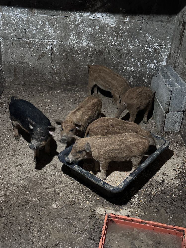 Porcos Mangalitsa