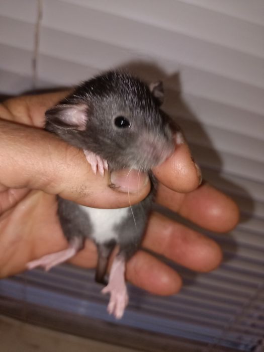 Крыски домашние ручные