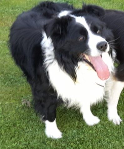 Border collie samiec!!
