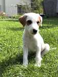 Parson Russell Terrier samiec do odbioru