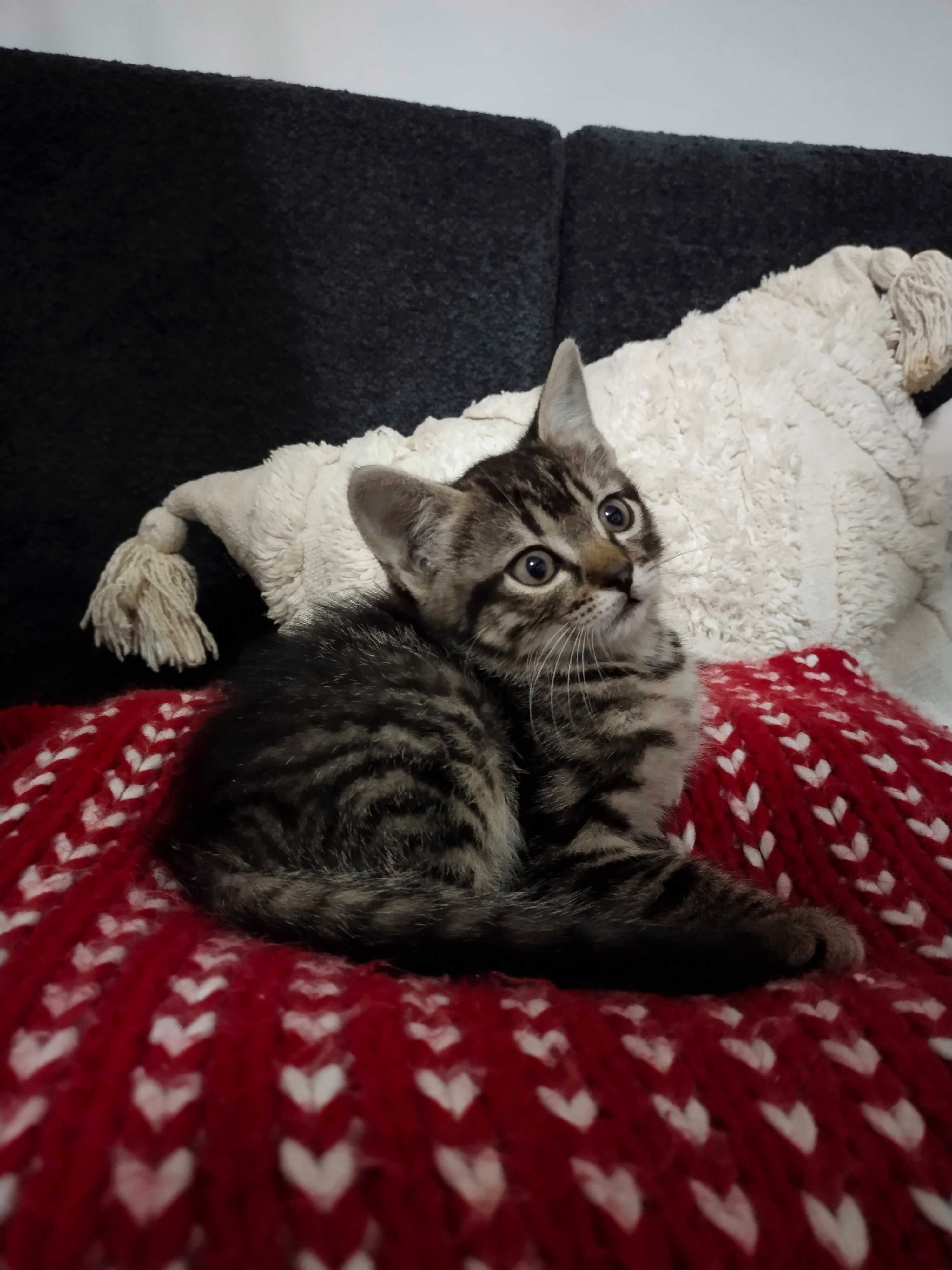 Віддам котиків в добрі руки