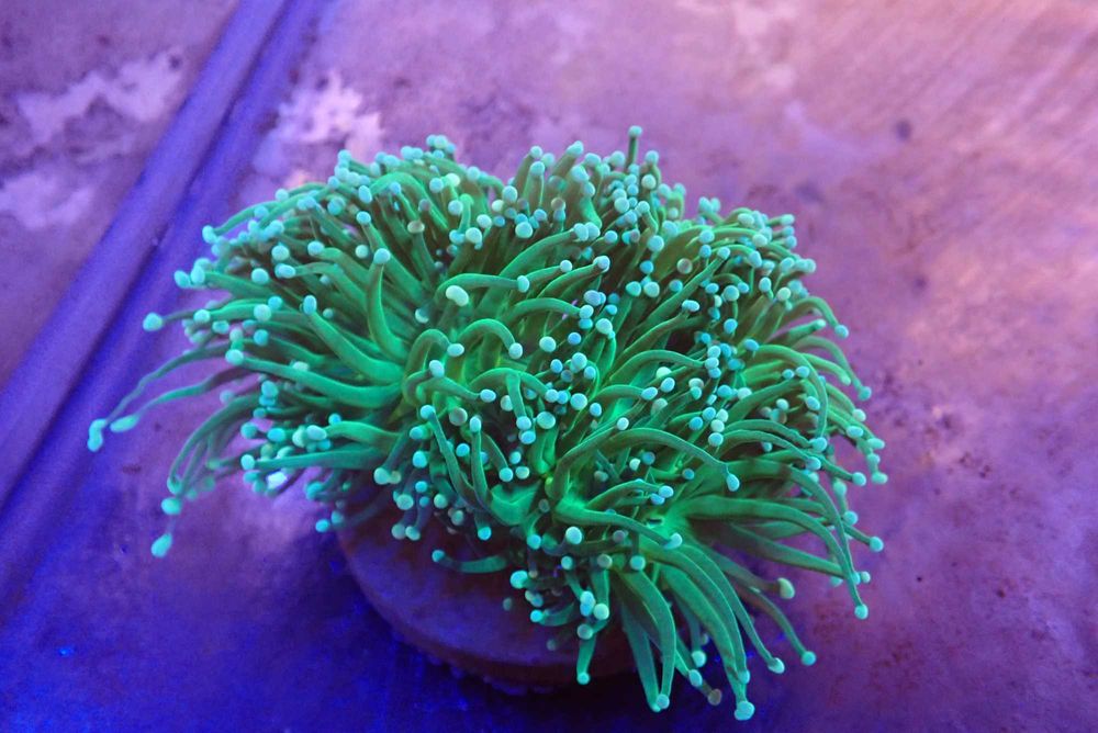 Euphyllia glabrescens green
