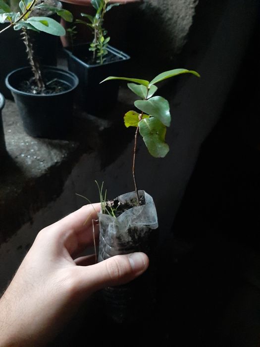 Pitangueira pitangueira