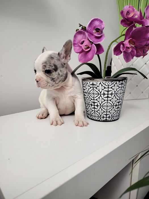 Buldog francuski