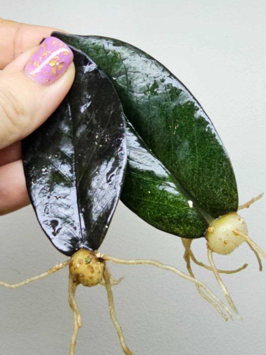 Заміокулькас укоріненні листики з гарним корінням багато сортів