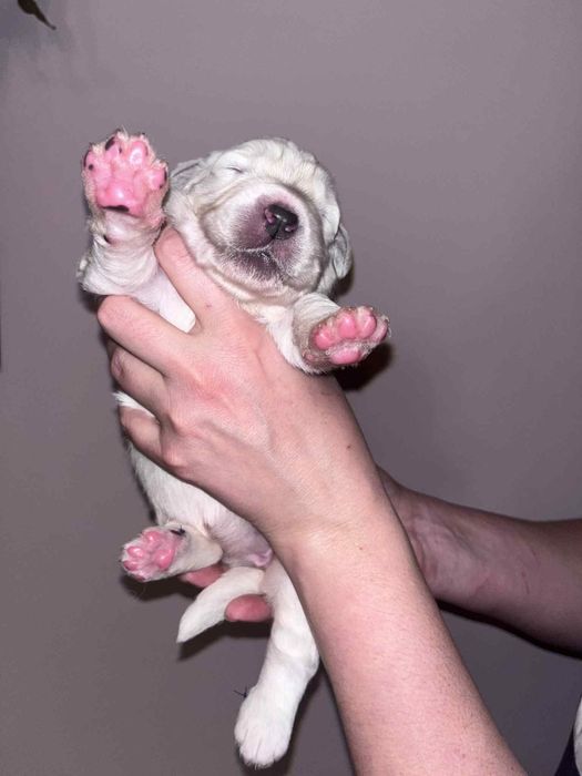 Owczarek podhalański