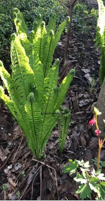 Папороть садова декоративна