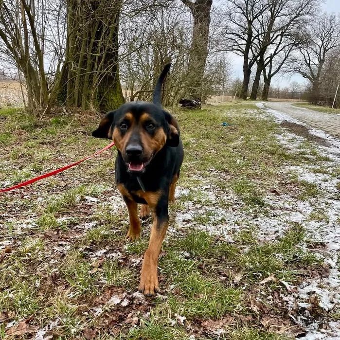 Michael w typie gończy polski do adopcji