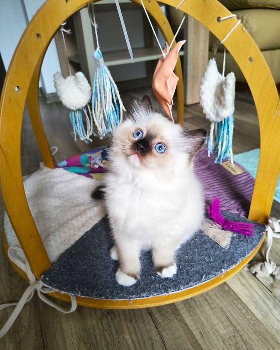 Cudowna koteczka Ragdoll