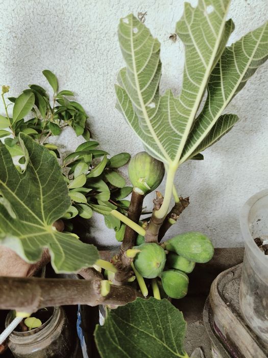 Mudas de figo lampo(preto)