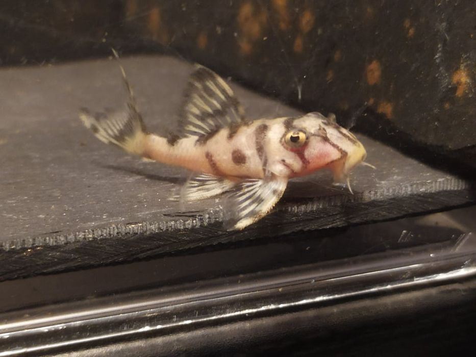 Hypancistrus L236 SW 4-5cm zbrojniki glonojad