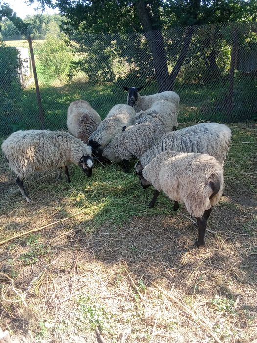 ПРОДАМ. Красавців