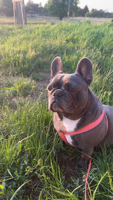 Buldog Francuski suczka