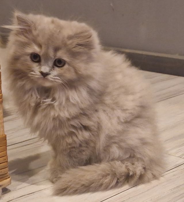 Kocurek Brtytyjski długowłosy Liliowy