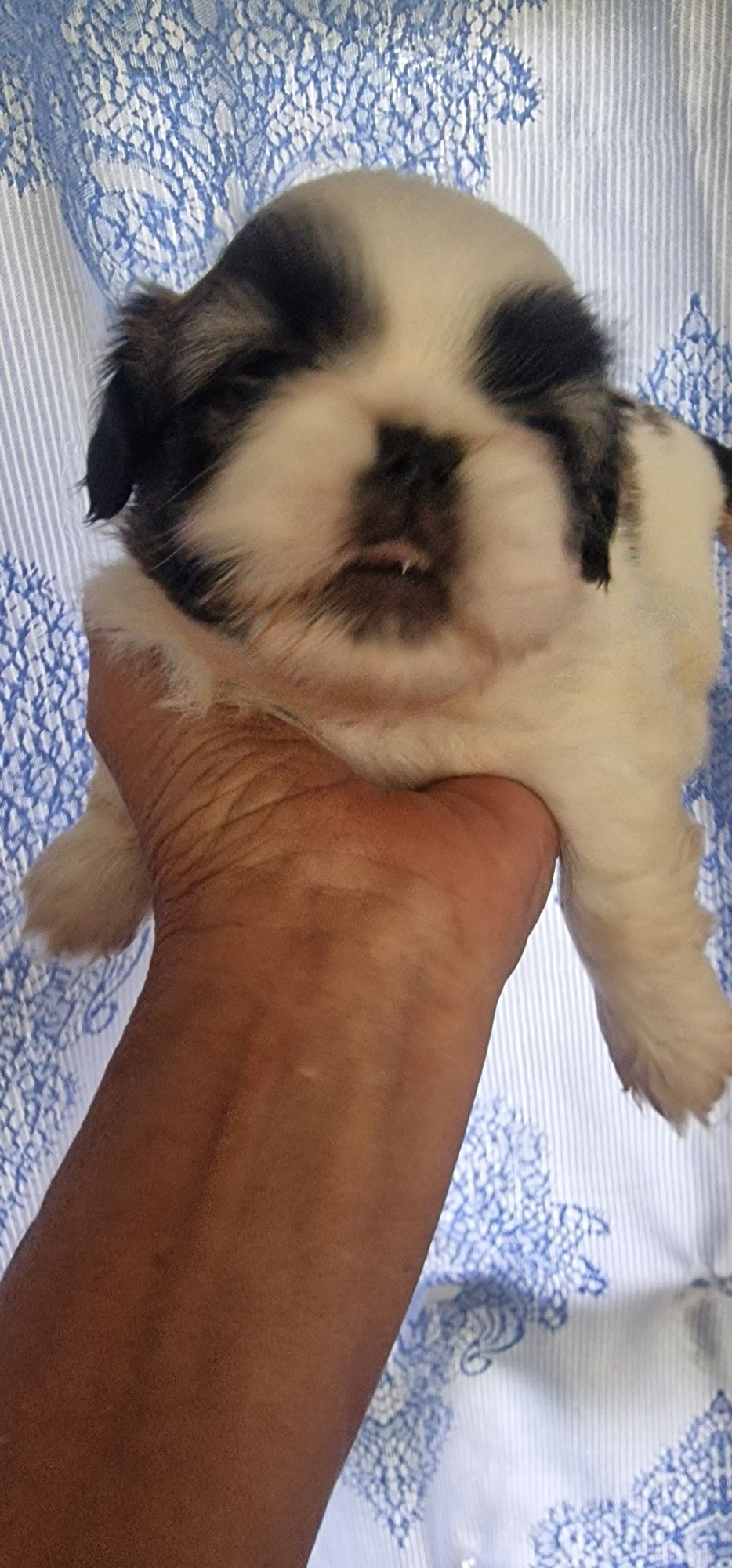 Magnifica  Menina pequines