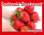 SADZONKI TRUSKAWEK HONEOYE – Silne, Zdrowe od Niewczas Szkółka