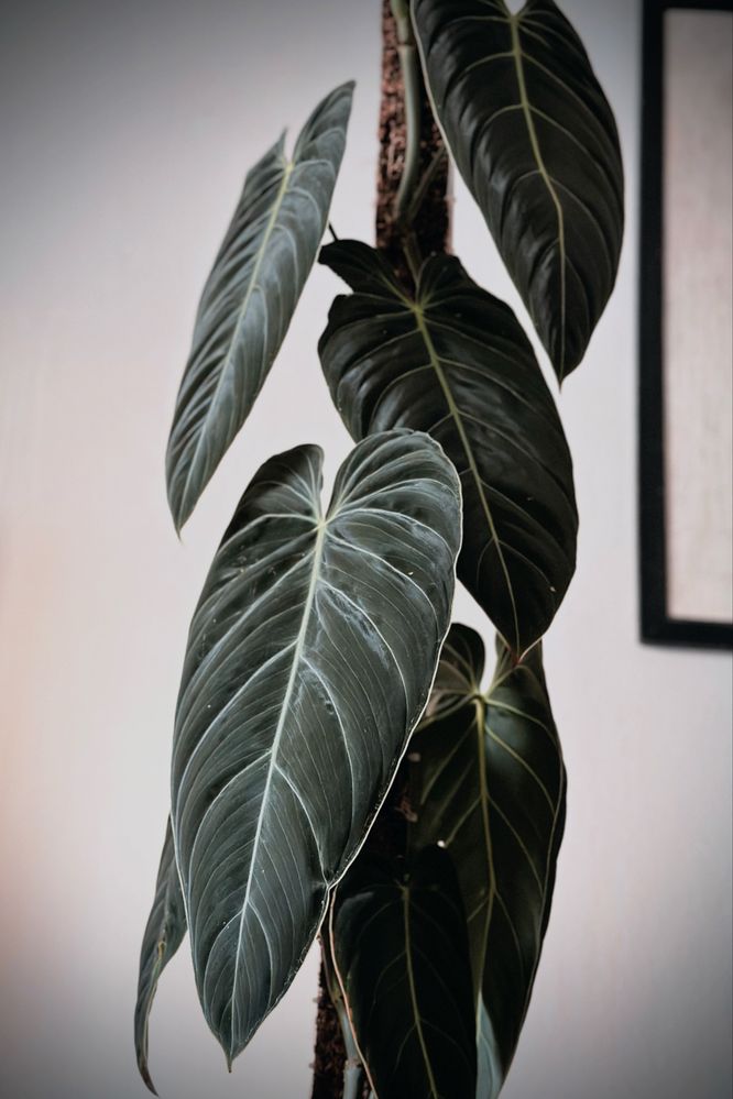 Philodendron melanochrysum BIG LEAVES - Filodendron melano duże liście