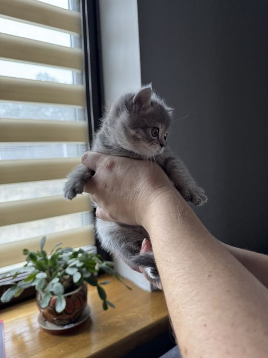 Продам британську дівчинку