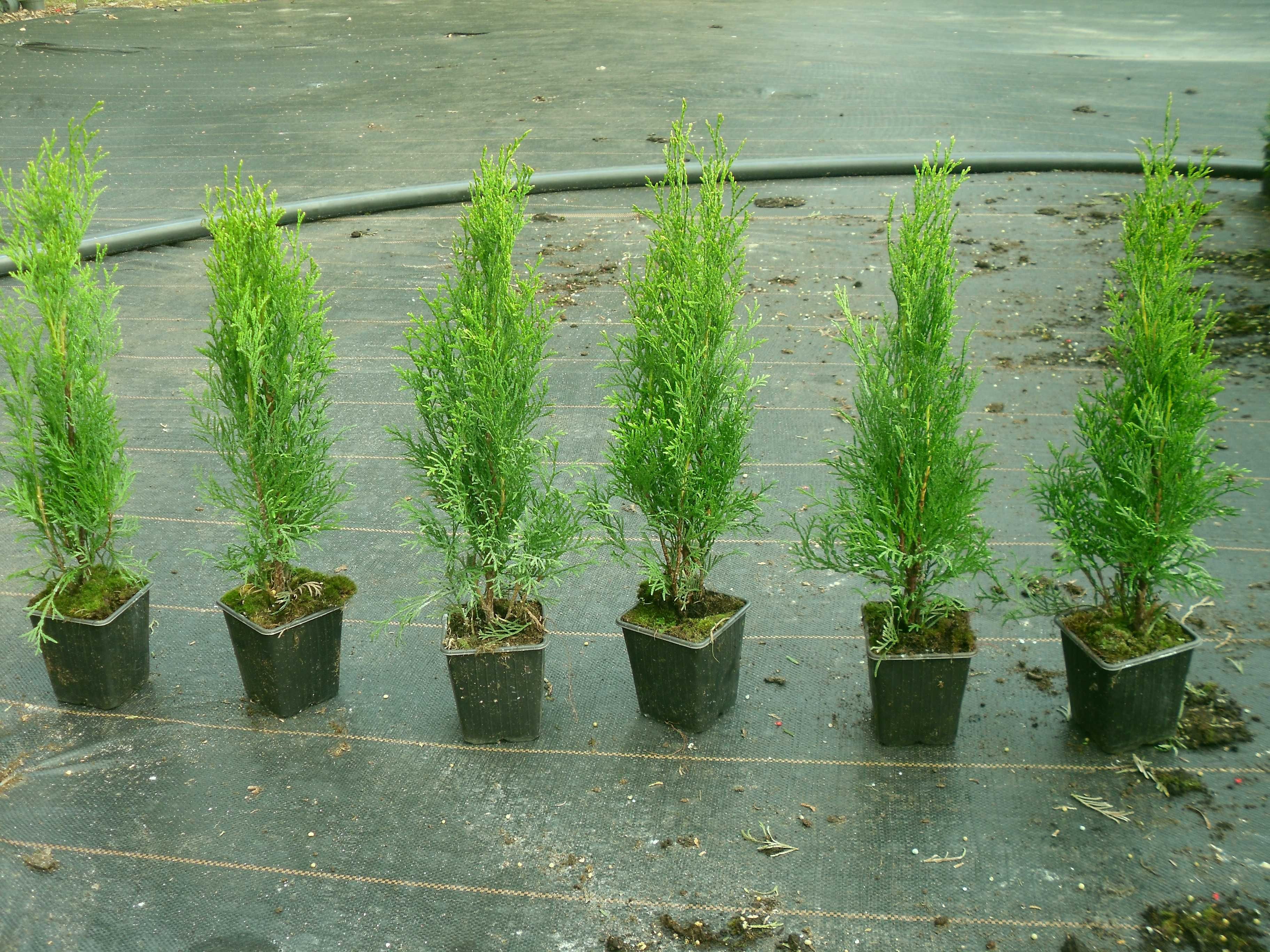 Tuja thuja szmaragd 40 cm