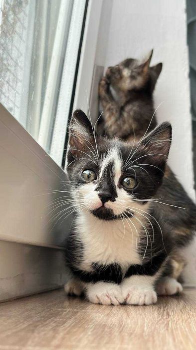 Ласковые котята ищут дом