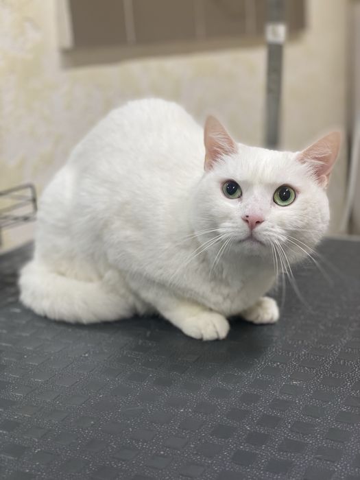 Стрижка Груминг Південне