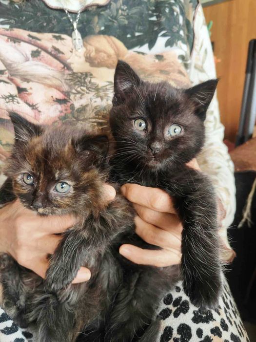 Puchatki szukają  wspólnej chatki