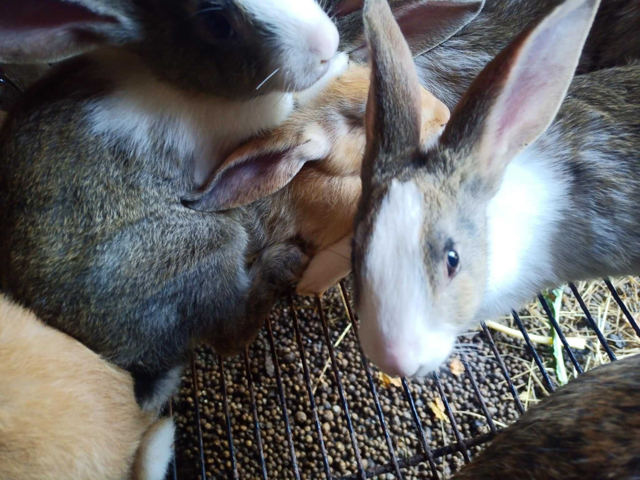 Coelhos pequenos