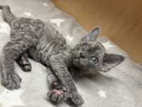 Piekne Devon Rex