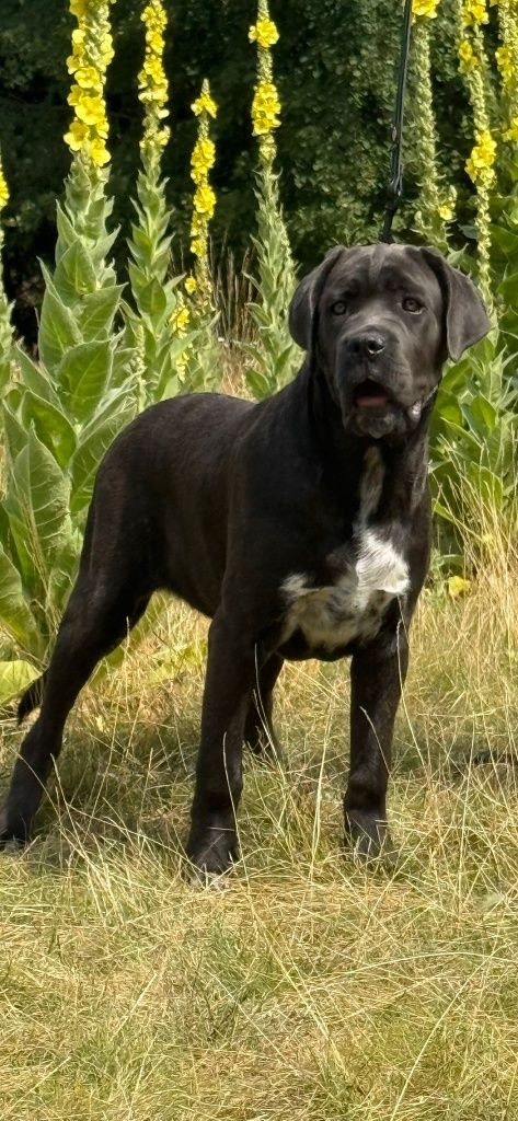 Sunia Cane Corso Italiano 5mc