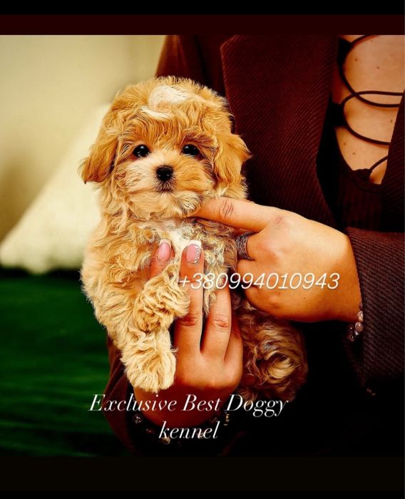 МАЛЬТІПУ. Exclusive VIP mini цуценята мальтіпу ф1 3 і 3.5 місяці