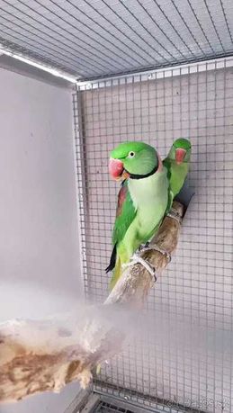 Александрийские попугаи (птенцы и взрослые)