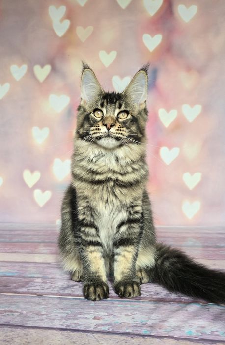 Котёнок мейн-куна девочка и мальчик