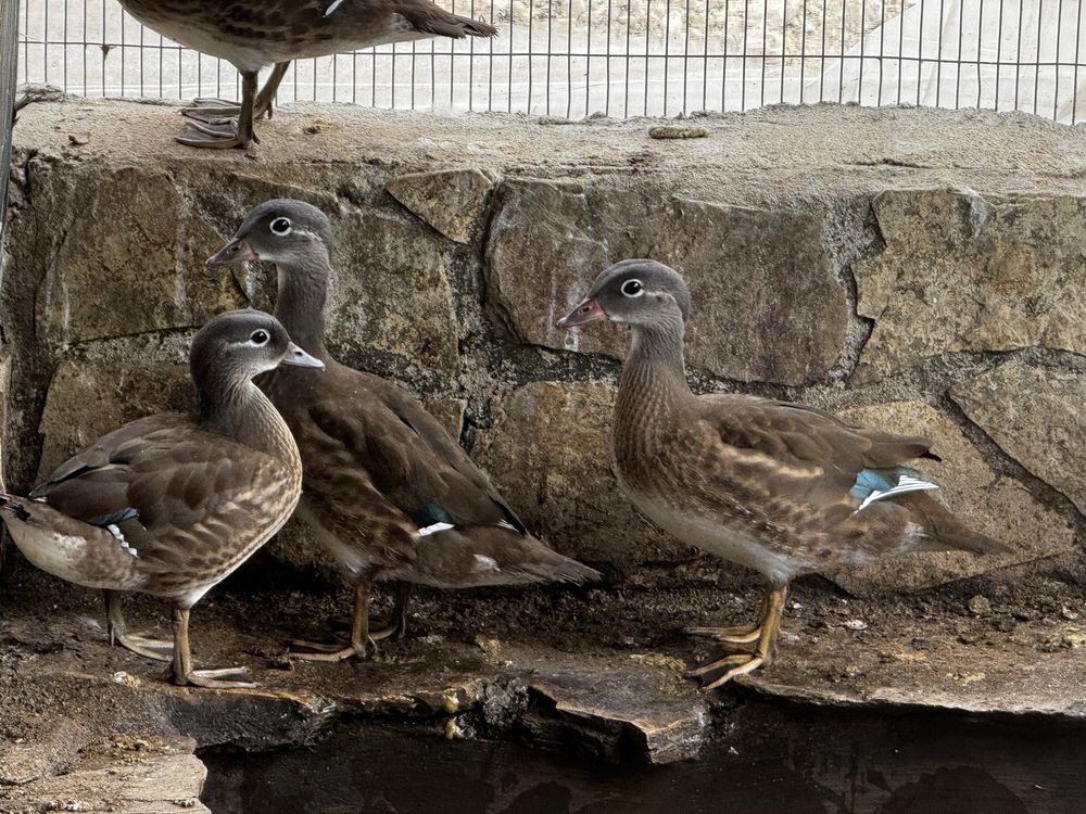 Patos mandarins novos
