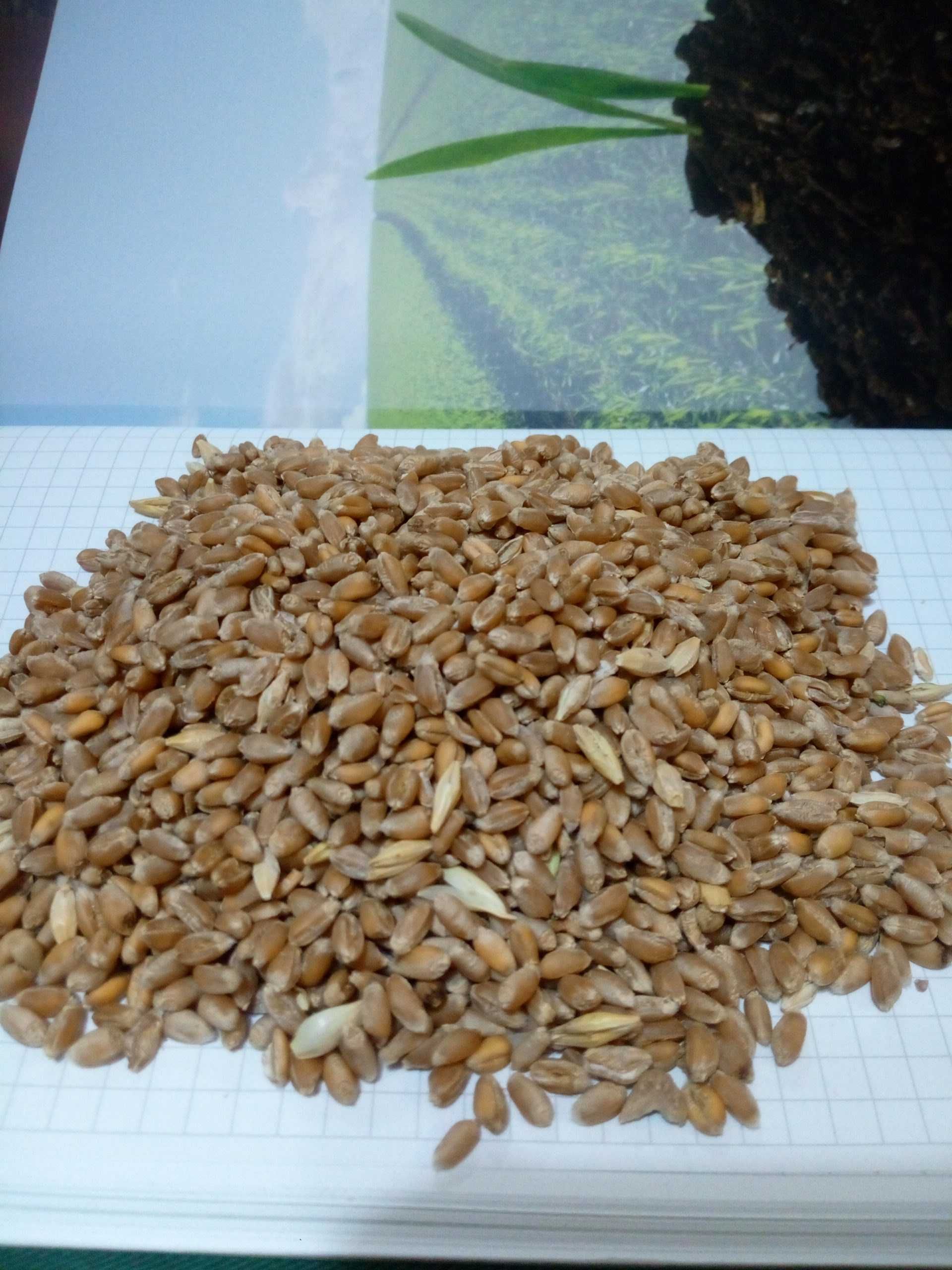 Пшениця, кукурудза продаю  м. Бершадь. Власний врожай