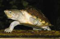 żółw sternotherus carinatus