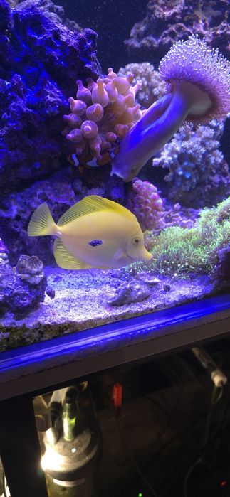 Pokolec Zebrasoma flavescens