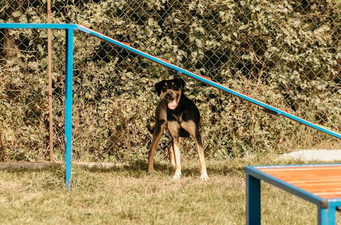 Grzeczna, spokojna, ufna Polcia poleca się do adopcji!!!