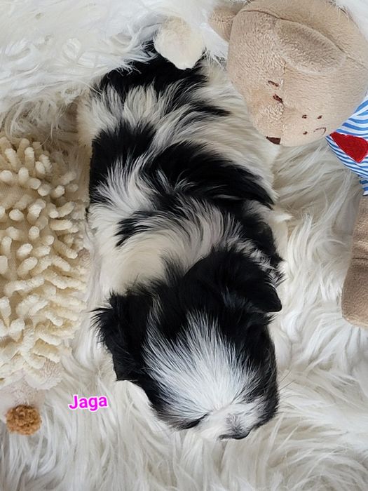 Morkie Yorkshire terrier biewer suczka
