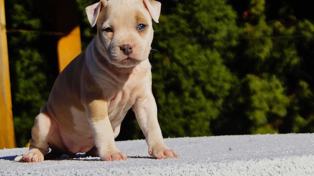 Lilka, malowana lala, cudna suczka Amstaff z rodowodem,  do rezerwacji